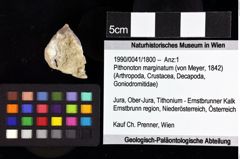 Foto (Objket + Etiketten) von Goniodromitidae indet. 